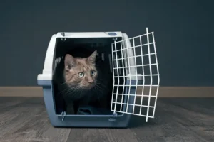 Kissa katsoo uteliaana kuljetuslaatikkonsa sisältä. Kuljetuslaatikko on valmistettu muovista ja siinä on ristikko-ovi.