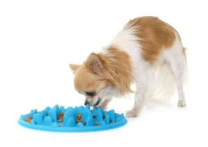 Chihuahua-niminen koira tutkii sinistä koiran aktivointilelua, johon on laitettu herkkuja.
