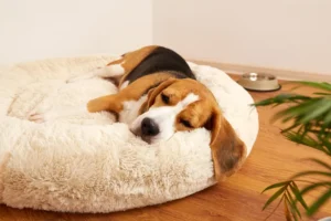 Beaglekoira makaa suljettuna pehmeällä ja mukavalla petillä, taustalla näkyy koiraruoka-astia ja vihreä kasvi.