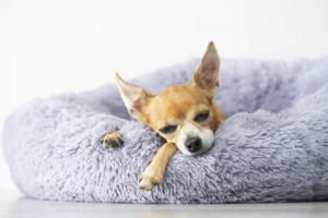 Yksityiskohtainen kuva Chihuahua-koirasta, joka makaa mukavalla violetilla petillä, silmät puoliksi kiinni ja rauhoittunut ilme.