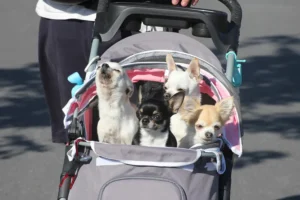 Chihuahua-rodun koirat nauttivat kesäisestä päivästä rattaissa, kuljettaen lemmikkejä tyylikkäällä tavalla.