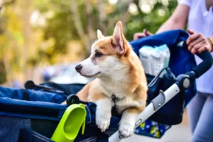 Corgi-koira istuu mukavasti koiran rattaissa, katsoen ympärilleen rauhallisessa ympäristössä.