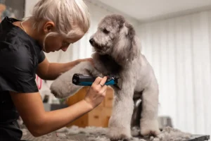 5 vinkkiä laadukkaan koiran trimmerin valintaan