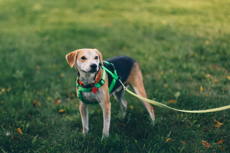 Beagle-rotuinen koira, joka on varustettu koiran valjailla, seisoo vihreällä nurmikolla hihnassa.