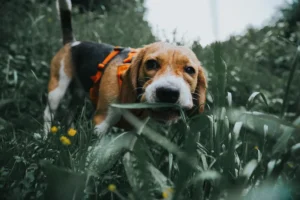 Beagle-rotuinen koira, joka on pukeutunut oranssiin valjaaseen, nuuhkii ruohoa vihreällä niityllä. Taustalla näkyy luonnon kauneus ja kukkia.